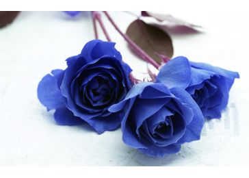 Синие розы - одни из самых необычных на цветочном рынке Харькова