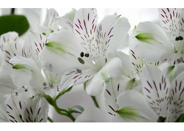 Альстромерия Уайт Вингс – белоснежное украшение вашего сада