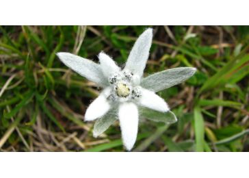 Цветок эдельвейс