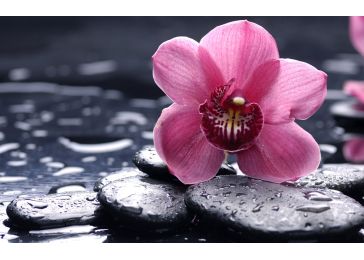 Интересные факты про орхидеи