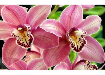 Какая орхидея больше всего подходит для выращивания в  квартире