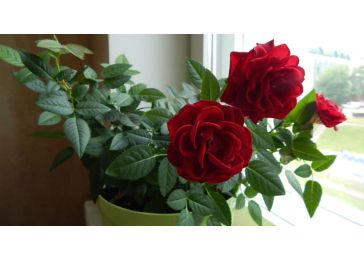 Комнатные цветы розы