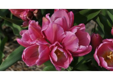 Многоцветковые тюльпаны