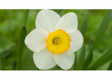 Нарцисс цветок