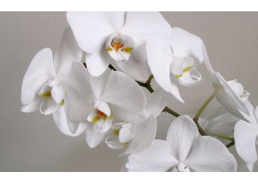 Орхидея Афродита