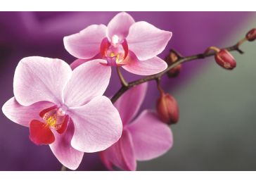 Орхидея амолар