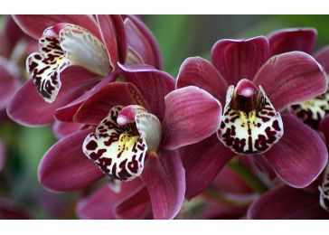 Орхидея атлантис