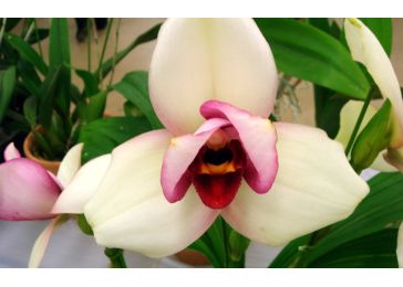 Орхидея ликаста