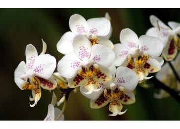 Орхидея Стюарта
