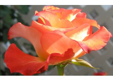 Роза леонидас