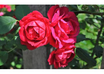 Роза паулс скарлет клаймбер