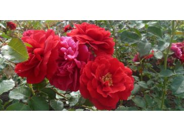 Красная плетистая роза