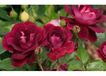 Розы Burgundy Ice описание и фото