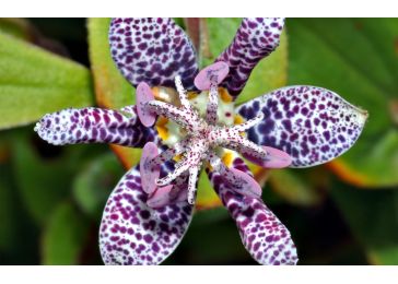 Трициртис коротковолосистый - один из самых редких цветов в мире