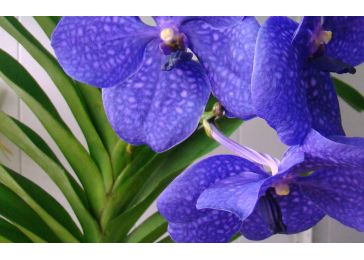 Ванда голубая орхидея