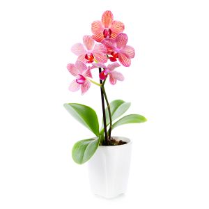 Комнатный цветы купить homebakery ru