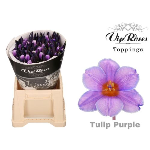Тюльпан оптом "Пурпур"