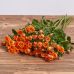 Голландская кустовая роза "Фаерворкс" Голландская кустовая роза "Фаерворкс"