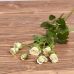 Голландская кустовая роза "Сноуфлейк"