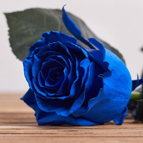 Голландская роза "Синяя"