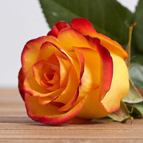 Голландская роза "Кабарет"