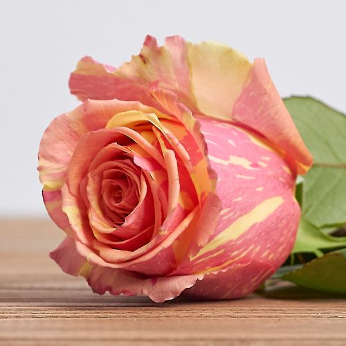 Голландская роза "Фиеста"