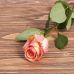 Голландская роза "Фиеста"
