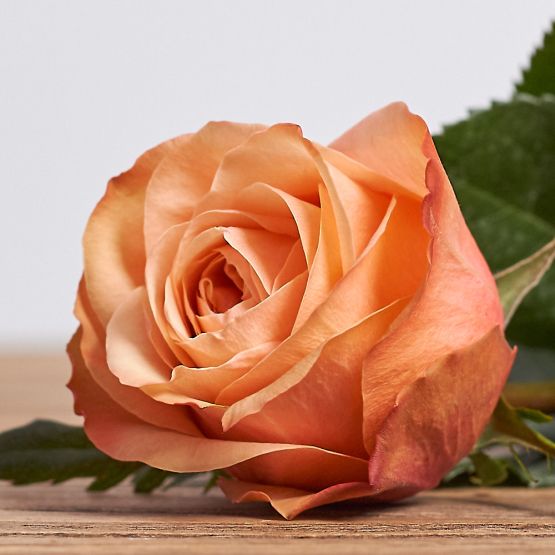 Голландская роза "Кахала"