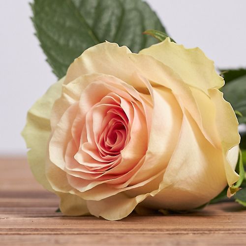 Голландская роза "Марципан"