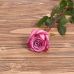 Голландская роза "Муди блюз"