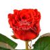 Роза "Эль Торо" 70 см.
