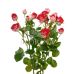 Роза "Руби Стар" 70 см.