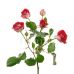 Роза "Руби Стар" 80 см.