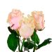 Роза "Талея" 80 см.