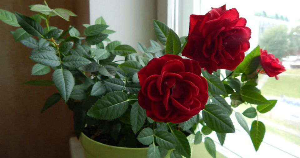комнатные цветы розы