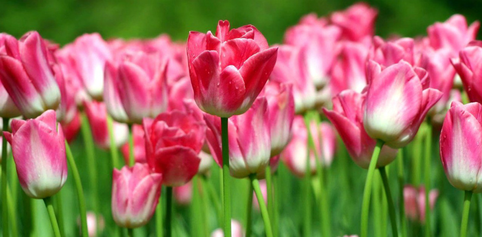 Легенды о цветах – тюльпаны