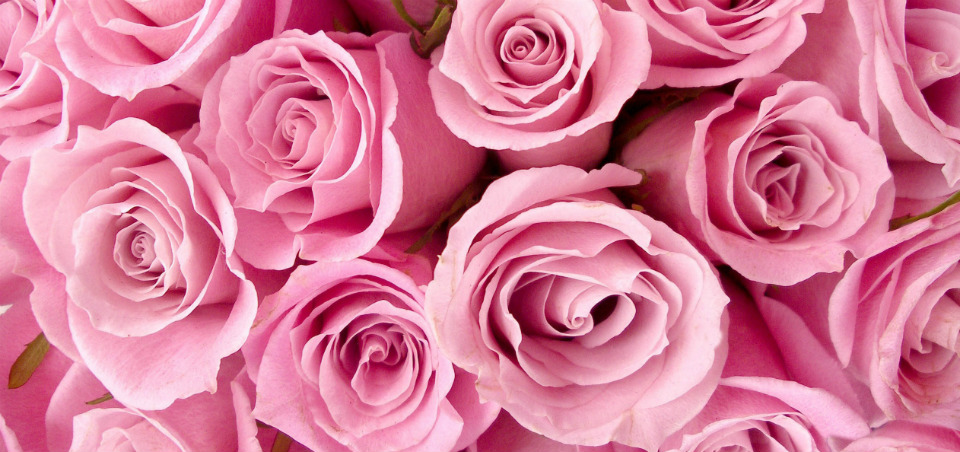 цветы розовые розы