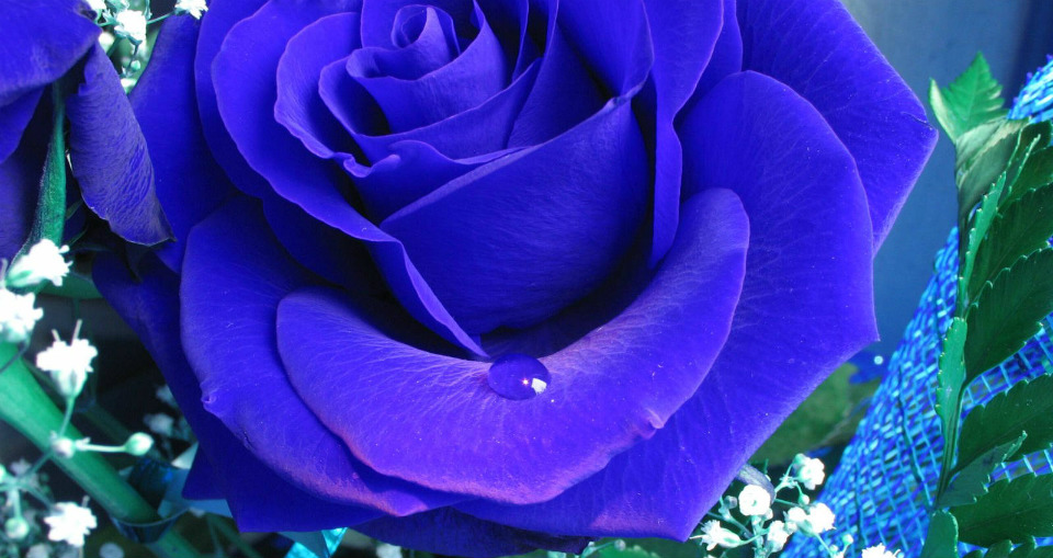 синие розы